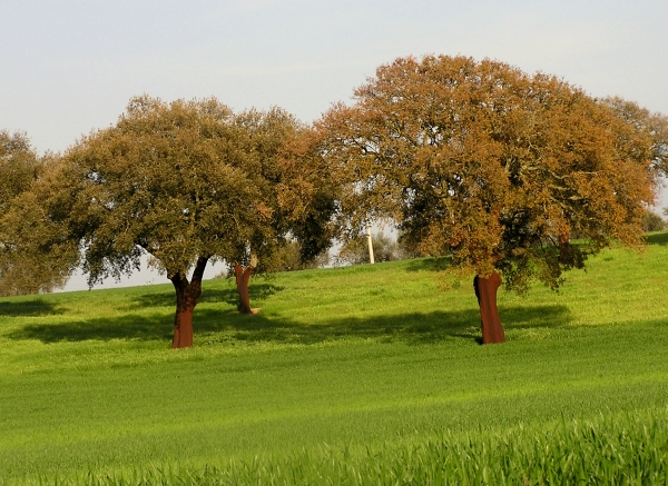 Sughera - Quercus suber